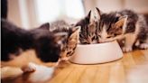 生貓糧被曝含沙門氏菌 天然寵物食品公司緊急召回產品