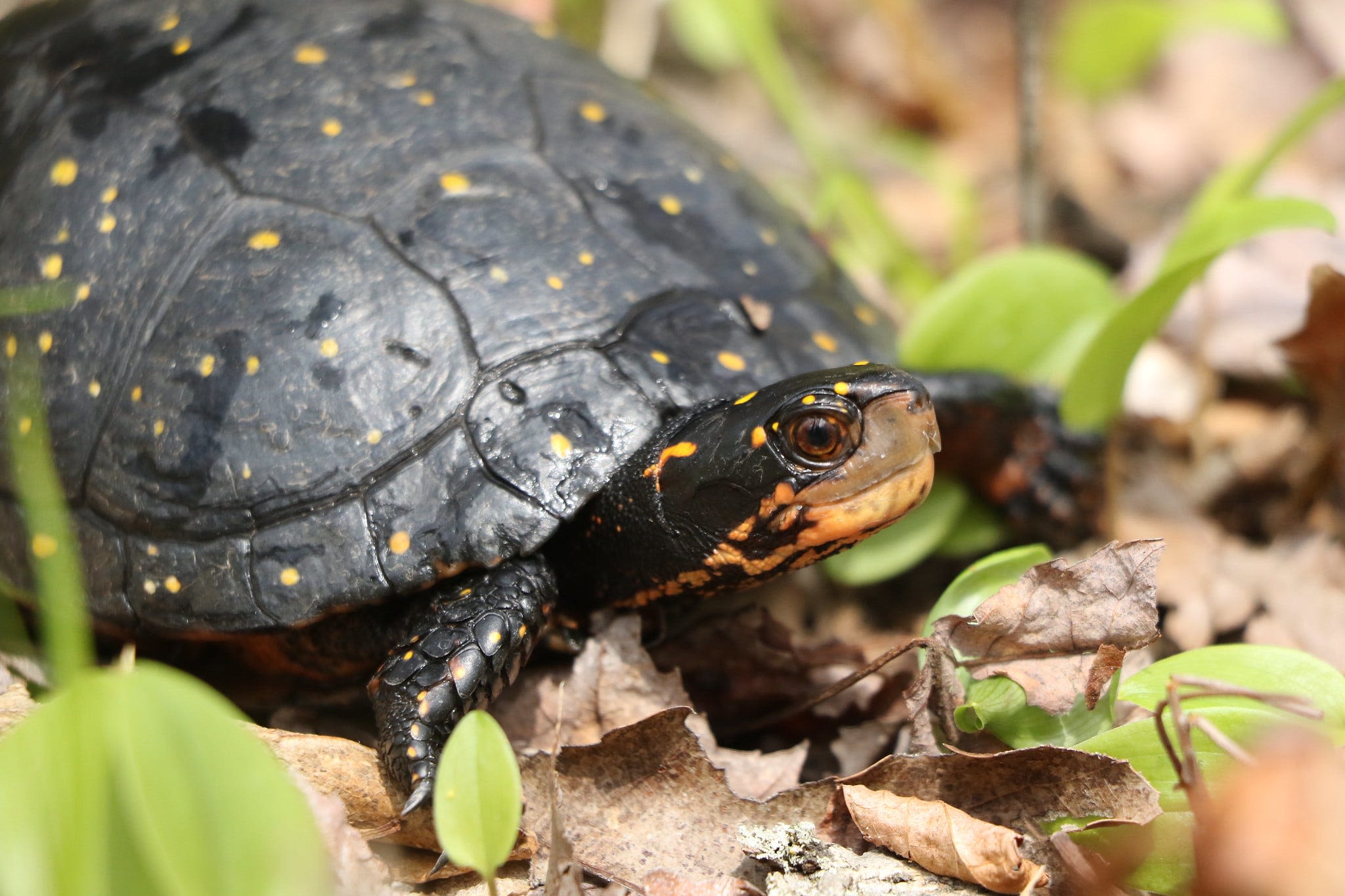 Ohio receives $500,000 for rare turtle research to help Blanding's, spotted turtles