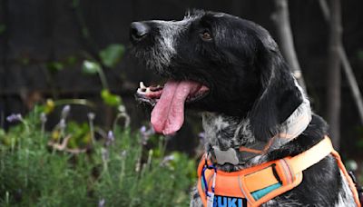 Ella es Suki, la perra que detecta fugas de agua subterráneas con su olfato en Chile