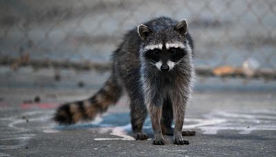 Brain-infecting parasite found in two L.A. County residents: What to know about 'racoon roundworm'