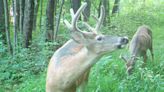 A look at Pennsylvania's deer seasons and what hunters need to know
