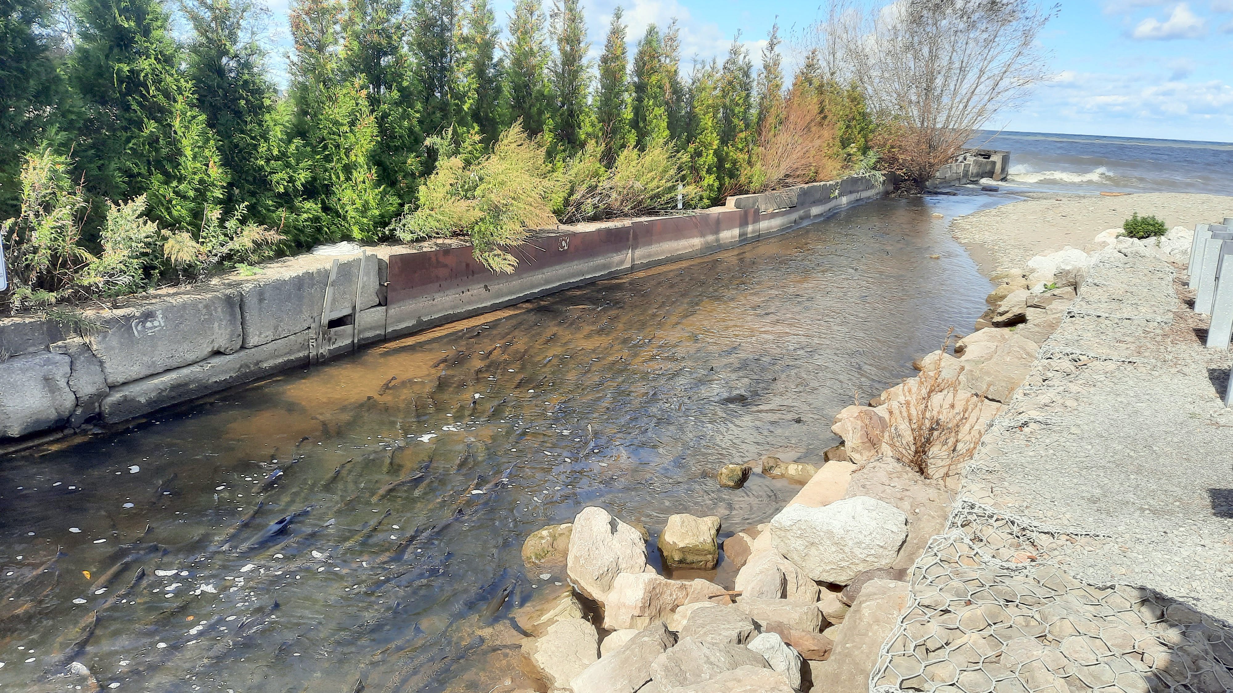 Six anglers lose fishing rights in Pa. for 5 years; unusual species of fish being stocked