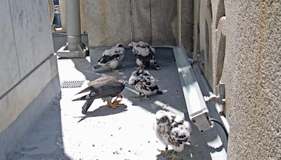 Meet the falcons: Aurora, Eclipse, Nox and Sol - Berkeley News