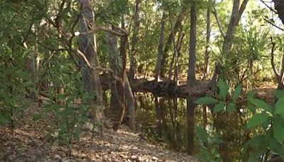 Human Remains Found amid Search for 12-Year-Old Girl Missing After Suspected Crocodile Attack