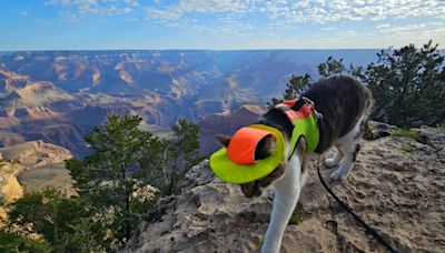 Colorado “adventure cats” are getting a paw up in the outdoor world