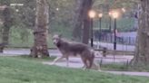 Coyote spotted strolling through Central Park over the weekend