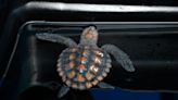 Rare storm leads surge of more than 500 baby sea turtles to South African aquarium