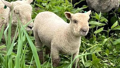 Sheep hired to "mow" grass on Lake Michigan island