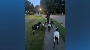 Herd of goats escape Georgetown enclosure, are led to safety by Lynnfield officer