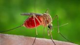 Several regions of Kansas are at a high risk for West Nile Virus, KDHE says