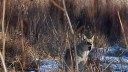 Watch: Elk Hunter Faces Off with an Aggressive Coyote That Won’t Back Down