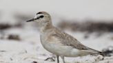 Rare bird ends up on Cape Cod beach: 'Memorable for any birder who saw it'