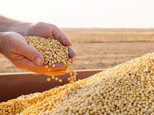 Preço mínimo do arroz aumenta 5% no Rio Grande do Sul e em Santa Catarina | Agro Estadão