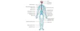 Central nervous system disease