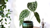 How to Grow and Care for Crystal Anthurium