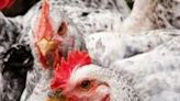 Gillibrand, other senators express bird flu concerns