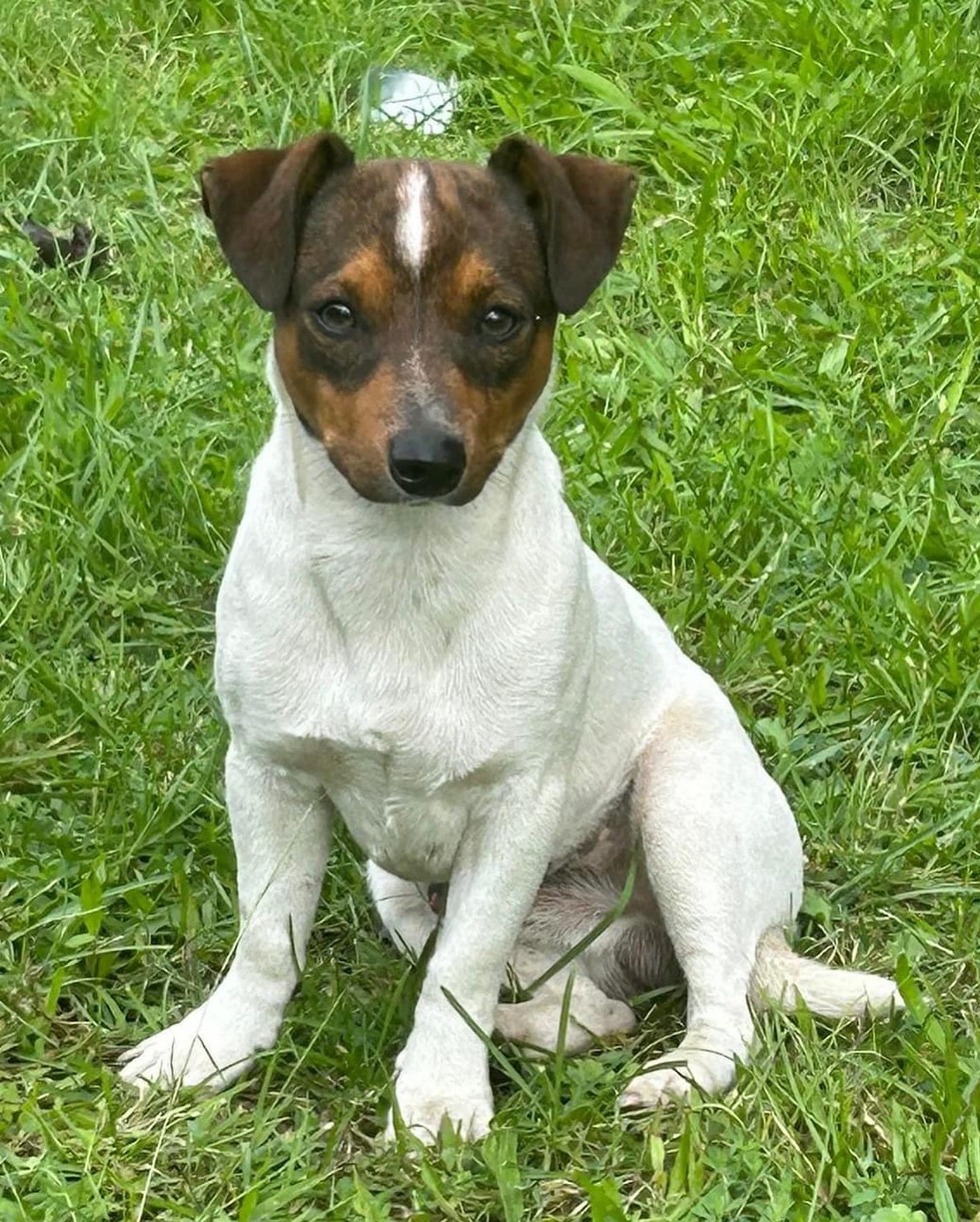 Meet Monkey, a Jack Russell terrier pup rescued from the highway near Newark Airport