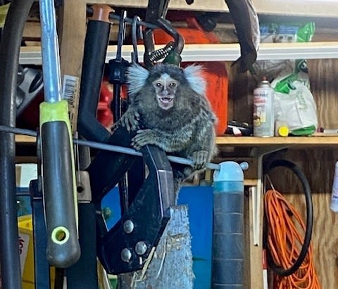 Caught Old Saybrook monkey highlights dangers of owning exotic pets in state