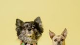 These Susan Alexandra Pet Collars Will Make You Smile