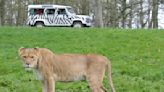 Lioness killed by another lion in front of Longleat Safari Park visitors on New Year's Day