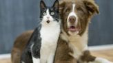 ¿Por qué los gatos “amasan” y los perros nos lamen?: la explicación científica a ciertas excentricidades de los animales