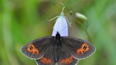 Two-fifths of British butterflies threatened with extinction, analysis shows