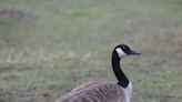 Man accused of beating goose to death with golf club at New York golf course, officials say