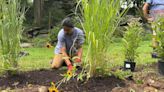 Homeowners are increasingly re-wilding their homes with native plants, experts say