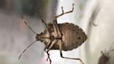 Stink bugs are back to swarm your old KY home. How to get rid of them this winter