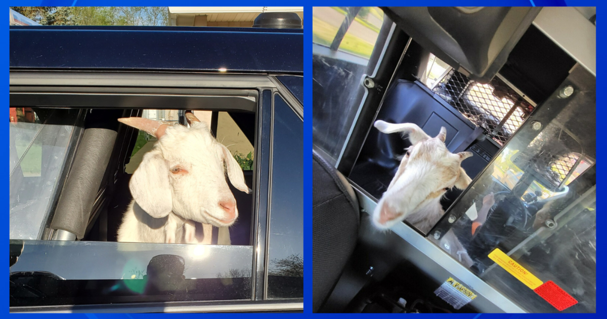 Michigan authorities wrangle "rogue goats" into back of police cars