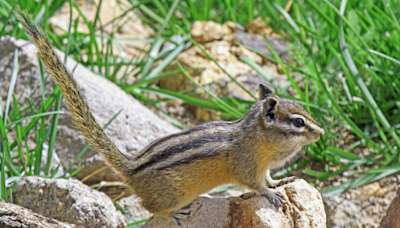 Chipmunk native to New Mexico could soon be protected by feds as population dwindles