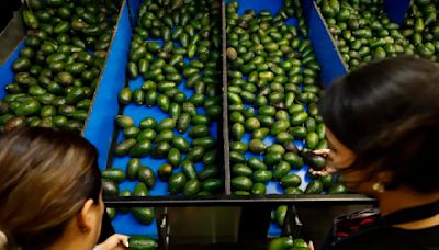 Avocados toast? Price and availability could suffer after USDA halts some Mexican inspections