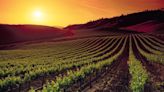 Bucket List on a budget: How to explore California Wine country without going broke