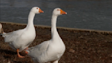 A cemetery posted a personal ad for a goose whose mate died. It worked.