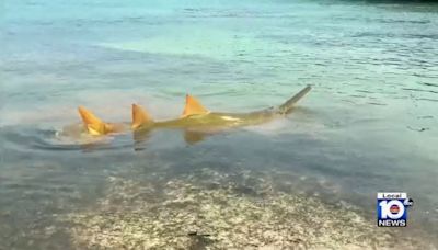 Number of dead sawfish soars to 40 as reports of spinning fish continue to roll in