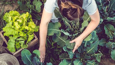 I’ve been gardening for years - my easy-to-grow vegetables are rewarding