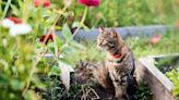 Gardening expert reveals 35p trick to keep felines away this summer