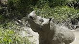 Conservationist: Poor choices caused Sumatran rhino extinction more than poaching or habitat loss