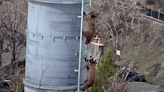 Cubs caught climbing ladder at ski resort