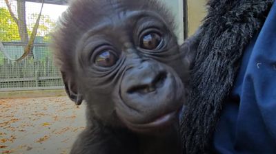 Baby gorilla rejected by mother at Woodland Park Zoo successfully introduced to foster mom in Kentucky