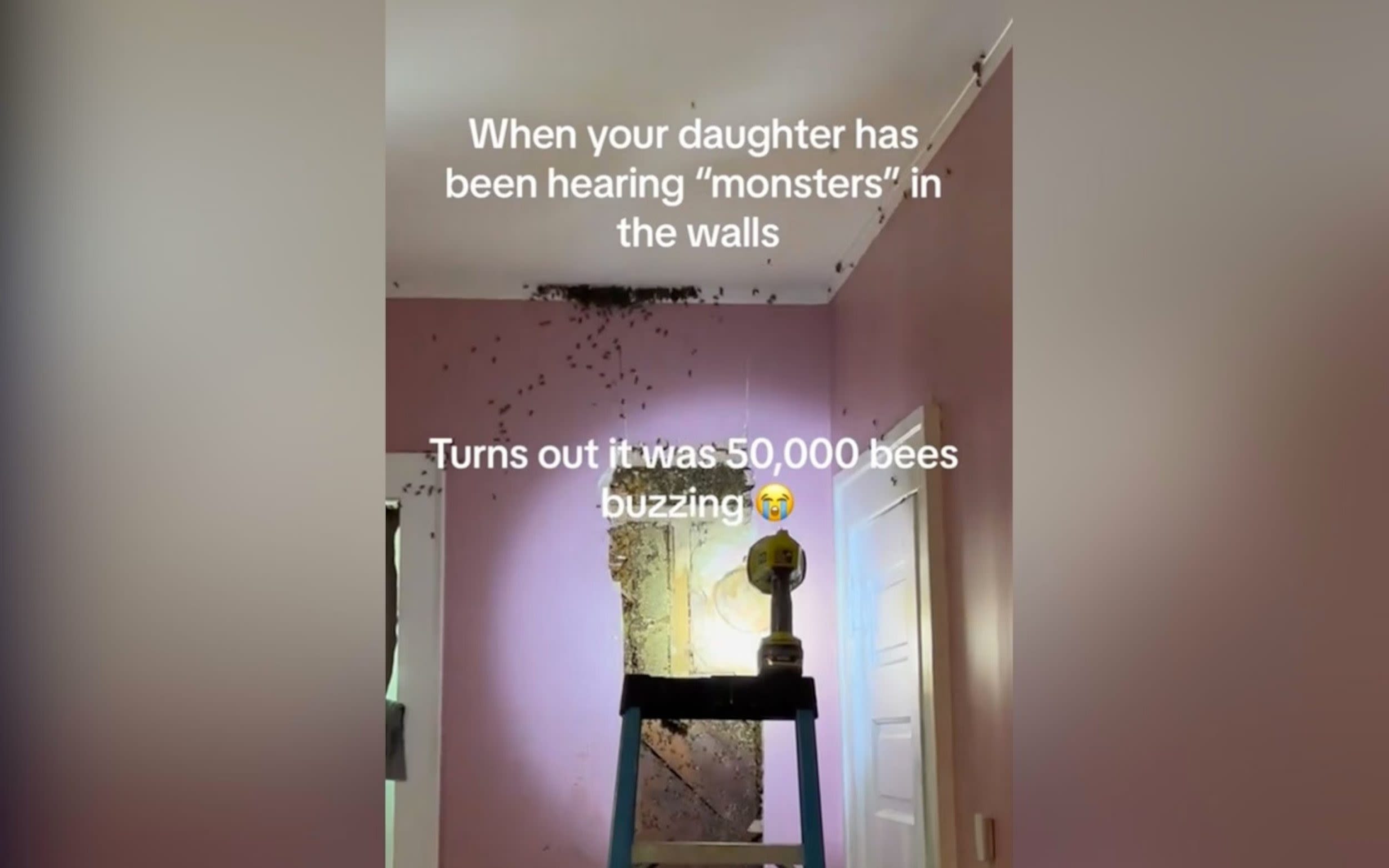 ‘Monsters’ in frightened girl’s bedroom wall were 65,000 bees