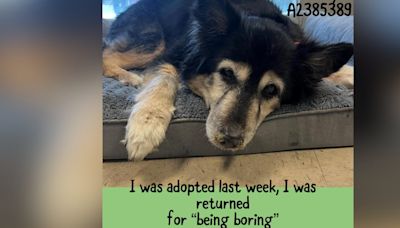 Animal rescue takes in dog looking for forever home after owners return her for being ‘boring’