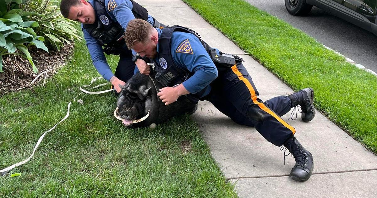 NJ police officers chase down loose pig and bring him home