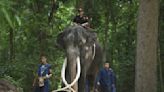 An ailing Thai elephant returns home for medical care after years of neglect in Sri Lanka