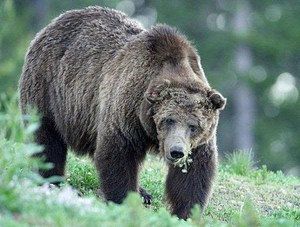 Ignoring a ranger, watch Yellowstone tourists get too close to a bear