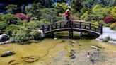 Hakone Gardens looking to raise $4 million for much-needed koi pond fixes