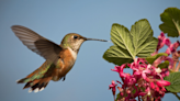 Hummingbirds are a joy to watch in any garden