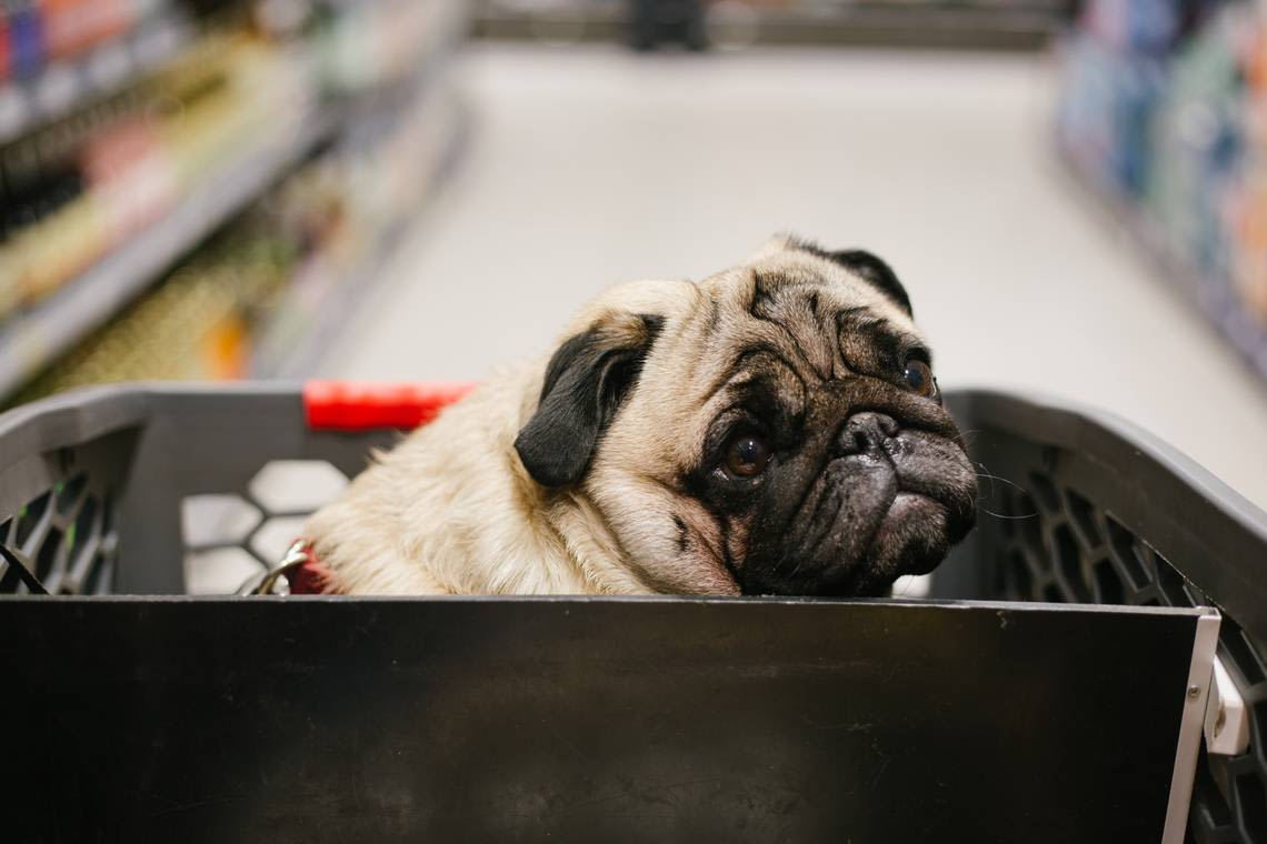 Are dogs allowed in restaurants, grocery stores in Pennsylvania? What state law says