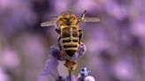 Michigan lavender farms to visit for beautiful views and fragrant fields