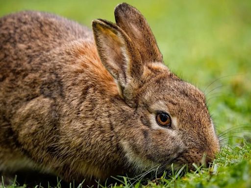 ...Announces Bill Would Ban Wildlife Killing Contests on Public Lands – California Cosponsors Include Katie Porter and Ted Lieu